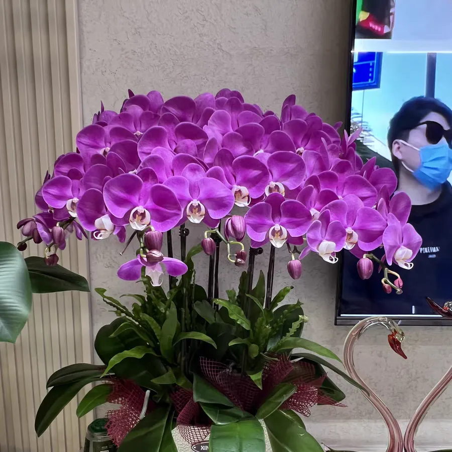 蝴蝶兰根部发霉原因有哪些 蝴蝶兰根部发霉可以喷多菌灵吗
