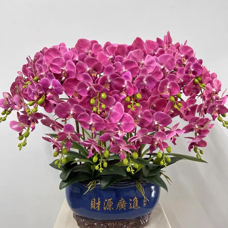 怎么判断蝴蝶兰是否需要换盆 蝴蝶兰换盆时间和方法