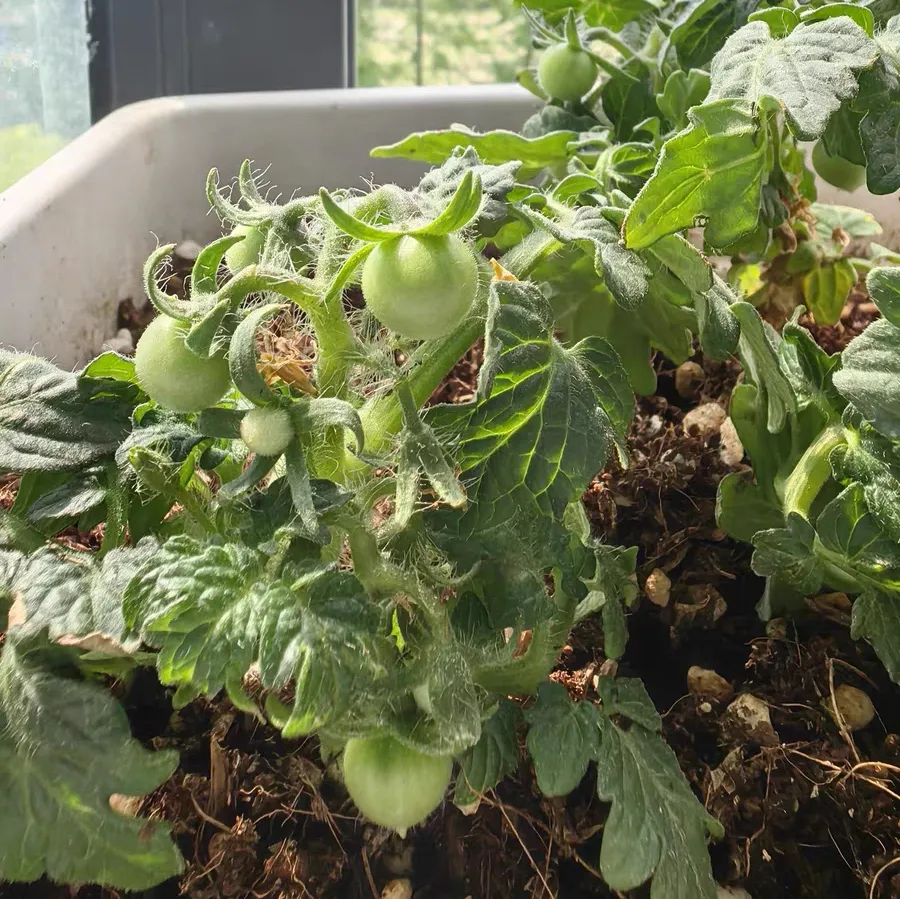 小番茄挂果后怎么护理 小番茄挂果后的施肥方法