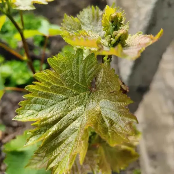 阳台种葡萄的种植方法和技术 阳台盆栽葡萄树怎么养