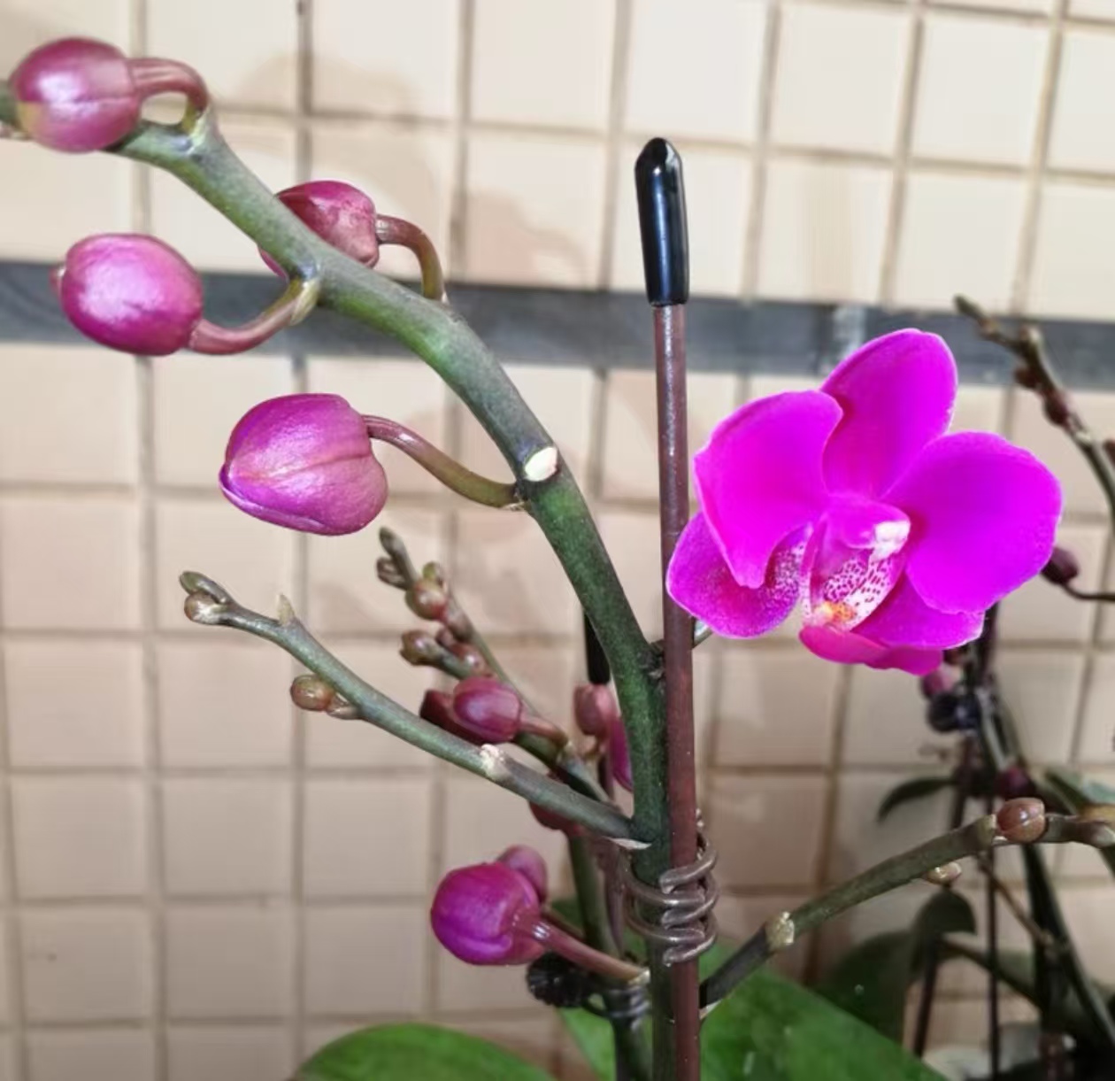 蝴蝶兰的种植方法及注意事项？蝴蝶兰换花盆怎么换的呢？