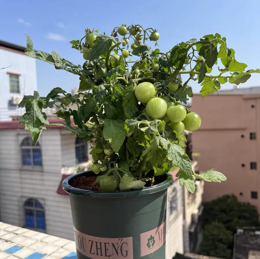 番茄茎上长疙瘩是病吗 番茄茎秆长疙瘩怎么回事