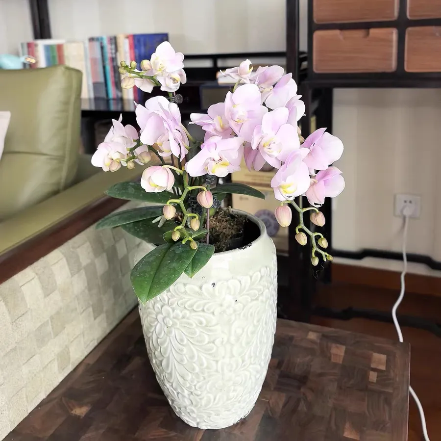 揭秘！水培蝴蝶兰为什么不生根怎么回事 水培的蝴蝶兰需要光照吗