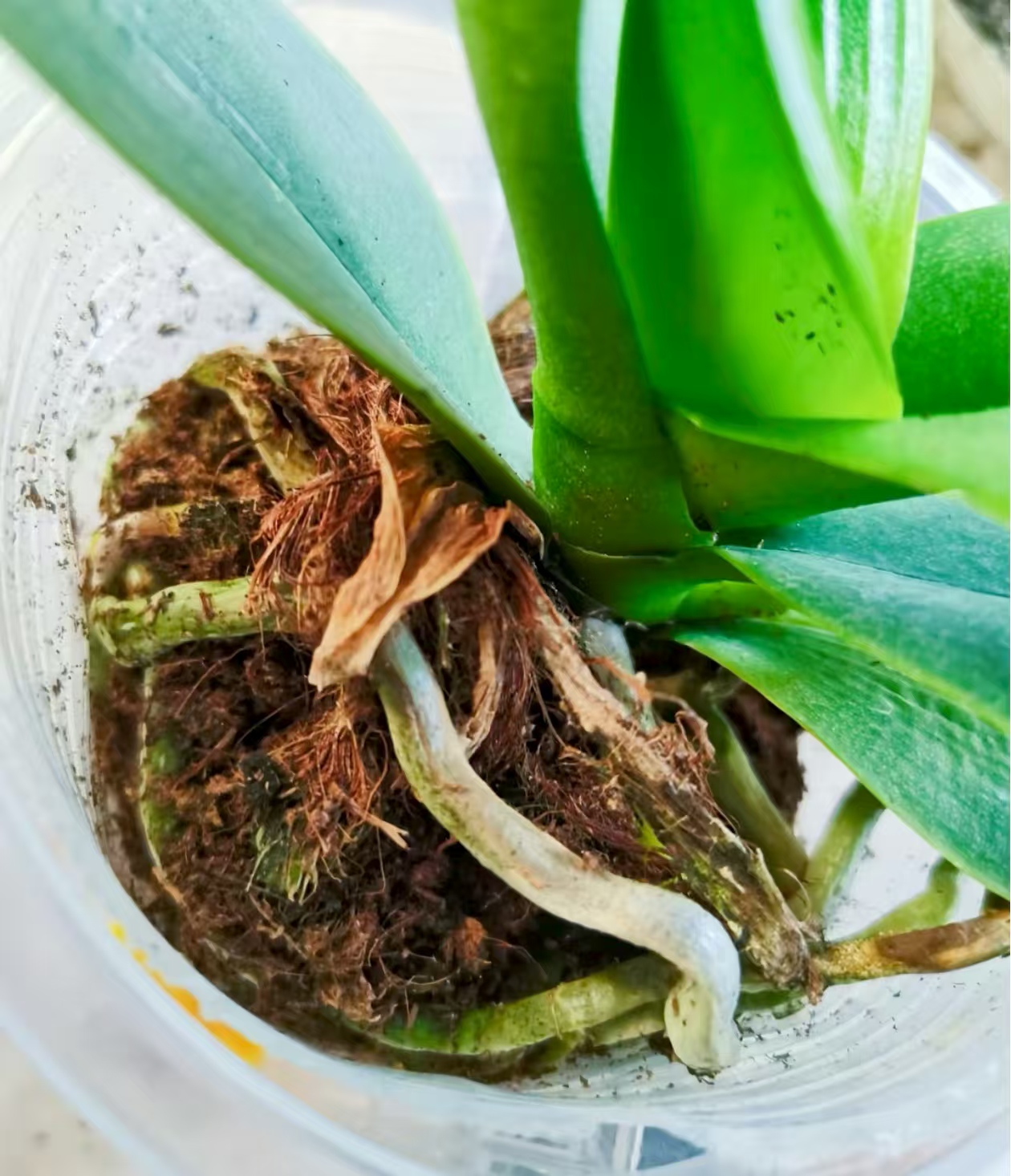 蝴蝶兰换盆技巧和方法？蝴蝶兰换盆后光照强度多少合适呢？