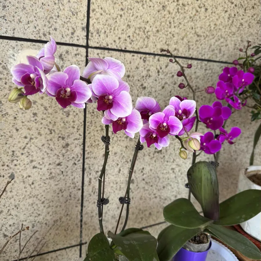 蝴蝶兰浇水后花瓣蔫了还能活吗 蝴蝶兰浇水后花瓣蔫了什么原因引起的