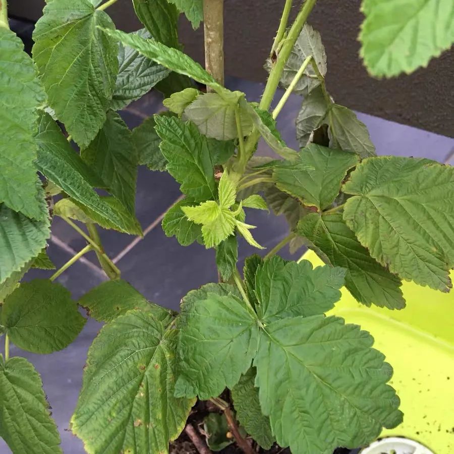 覆盆子阳台种植技巧必须懂！ 覆盆子盆栽一般需要多大的花盆