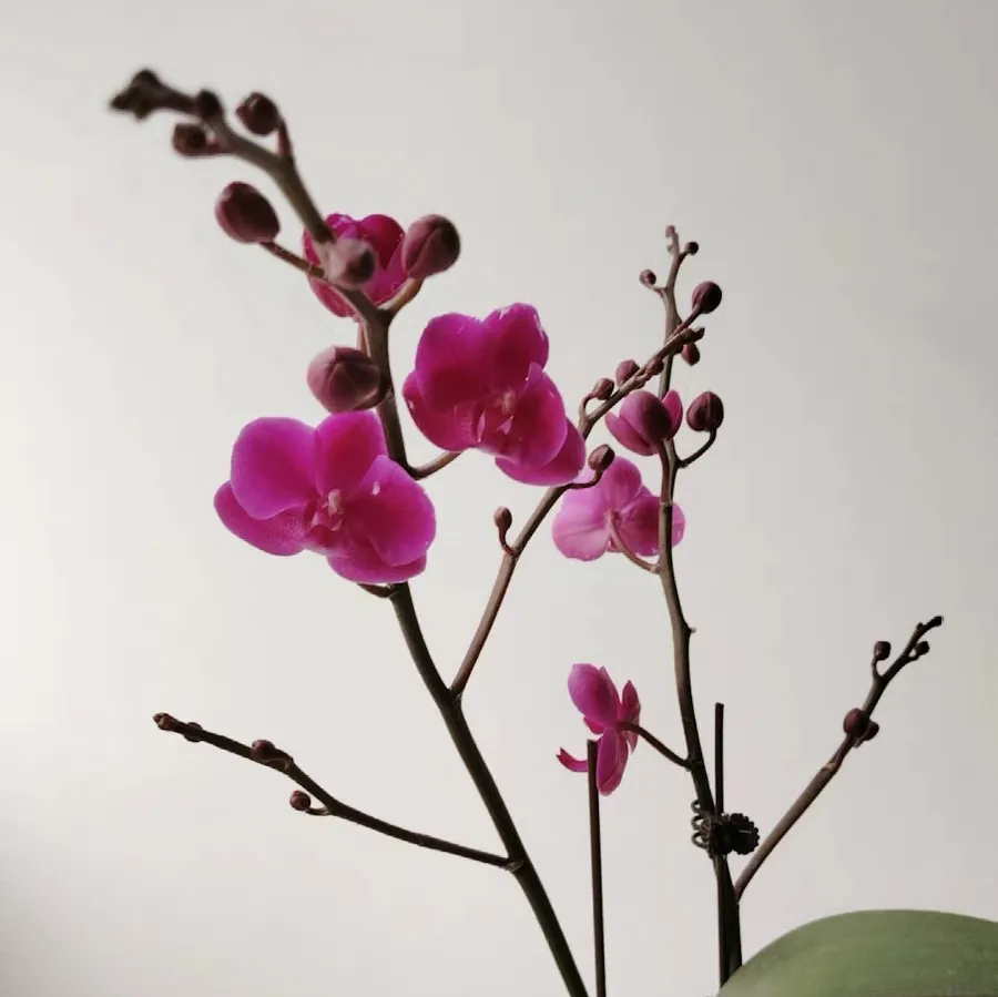 立秋后蝴蝶兰南北方养护指南！南方如何通风防霉？北方怎样保湿防冻？关键技巧有哪些？