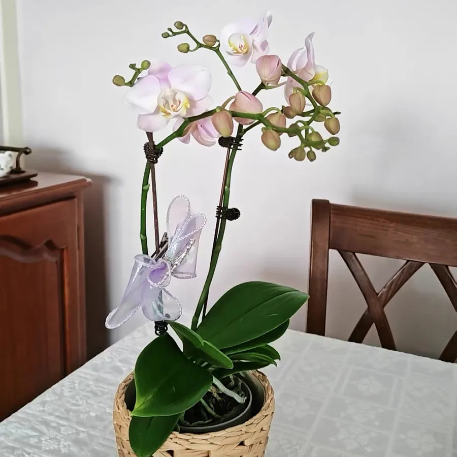 蝴蝶兰湿度低消苞的原因 蝴蝶兰湿度低消苞怎么办