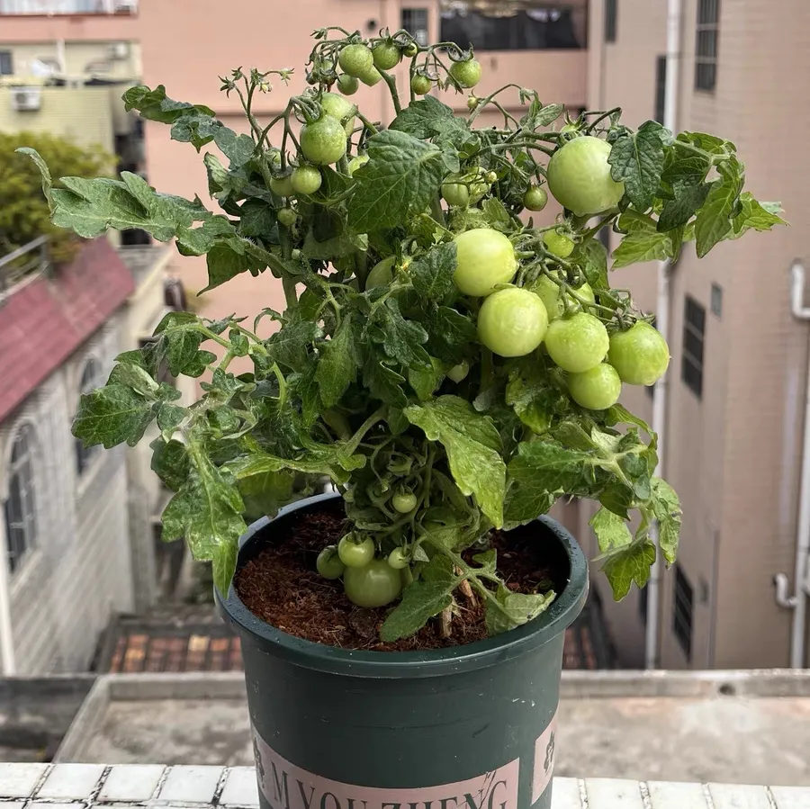 小番茄盆栽叶子干枯什么原因 小番茄盆栽叶子干枯怎么办