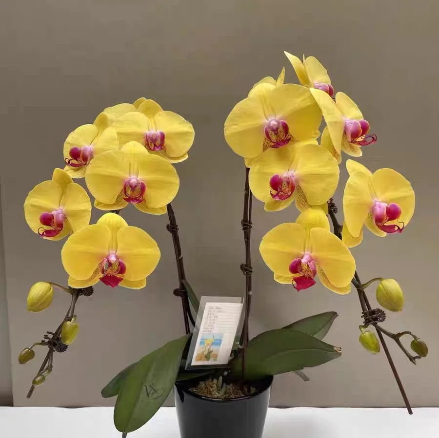 蝴蝶兰换盆后烂根怎么办？该剪根消毒还是重新上盆？