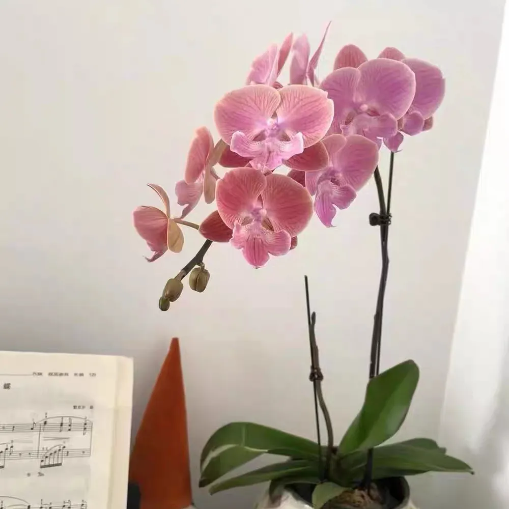 丰花型蝴蝶兰品种介绍推荐 丰花型蝴蝶兰品种有哪些