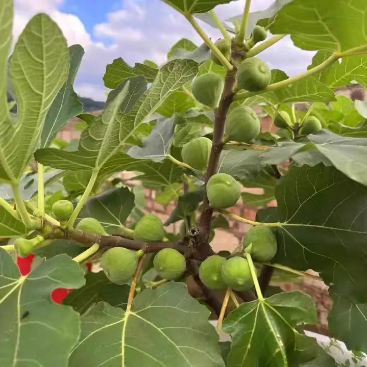 无花果树喜阴还是喜阳 无花果的种植方法和注意事项