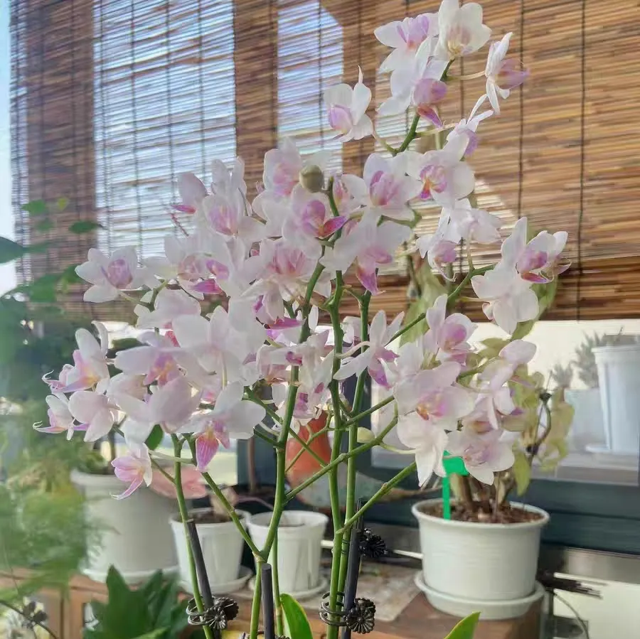 蝴蝶兰水培驯化有啥技巧？脱盆洗根要注意什么？