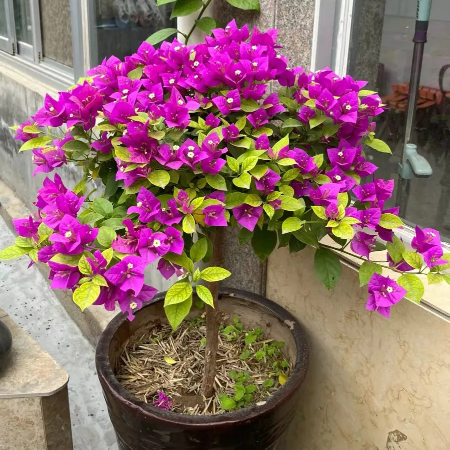 三角梅老桩怎么养能开花多？光照和温度要怎么控制？