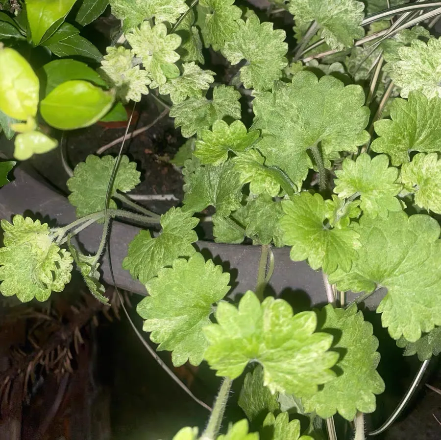 容易泛滥的植物是什么 容易泛滥的花草有哪些