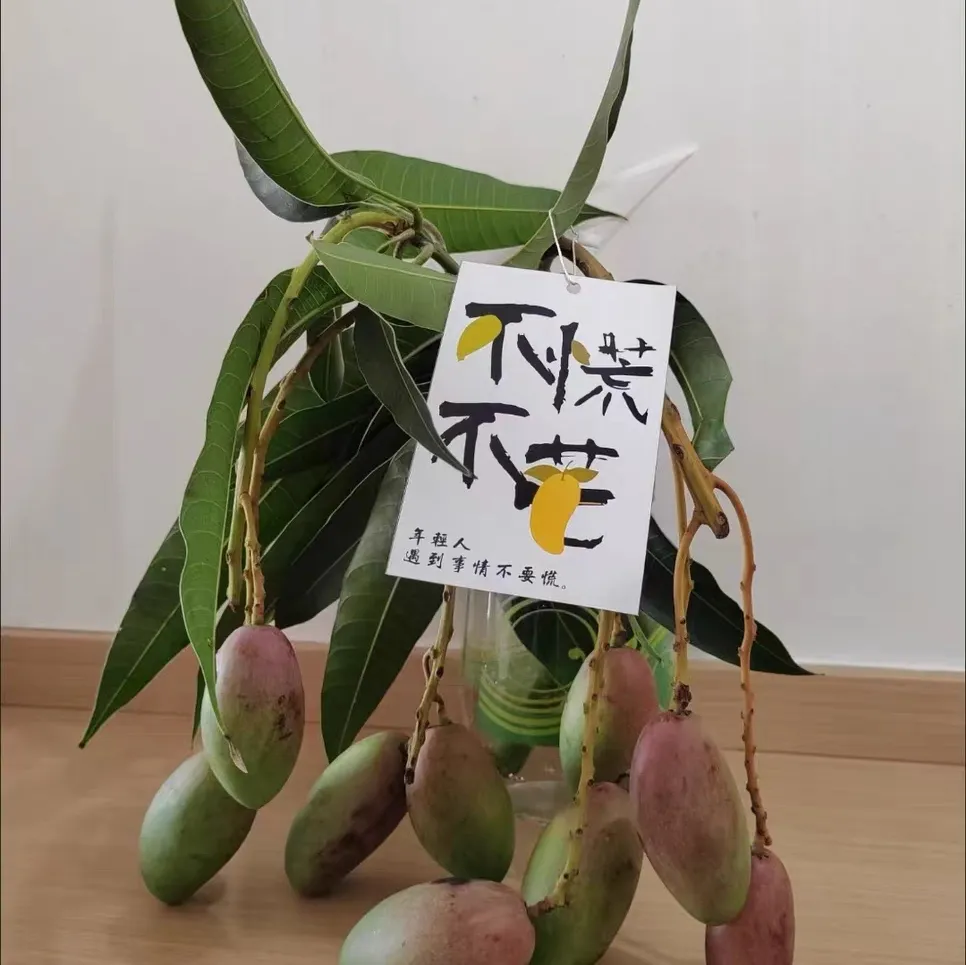 矮化香蕉树怎么种植方法 矮化香蕉树阳台植物怎么养