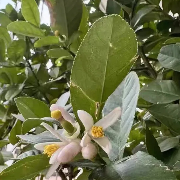 柠檬盆栽花谢后怎么养护好 柠檬盆栽花谢后养护注意事项