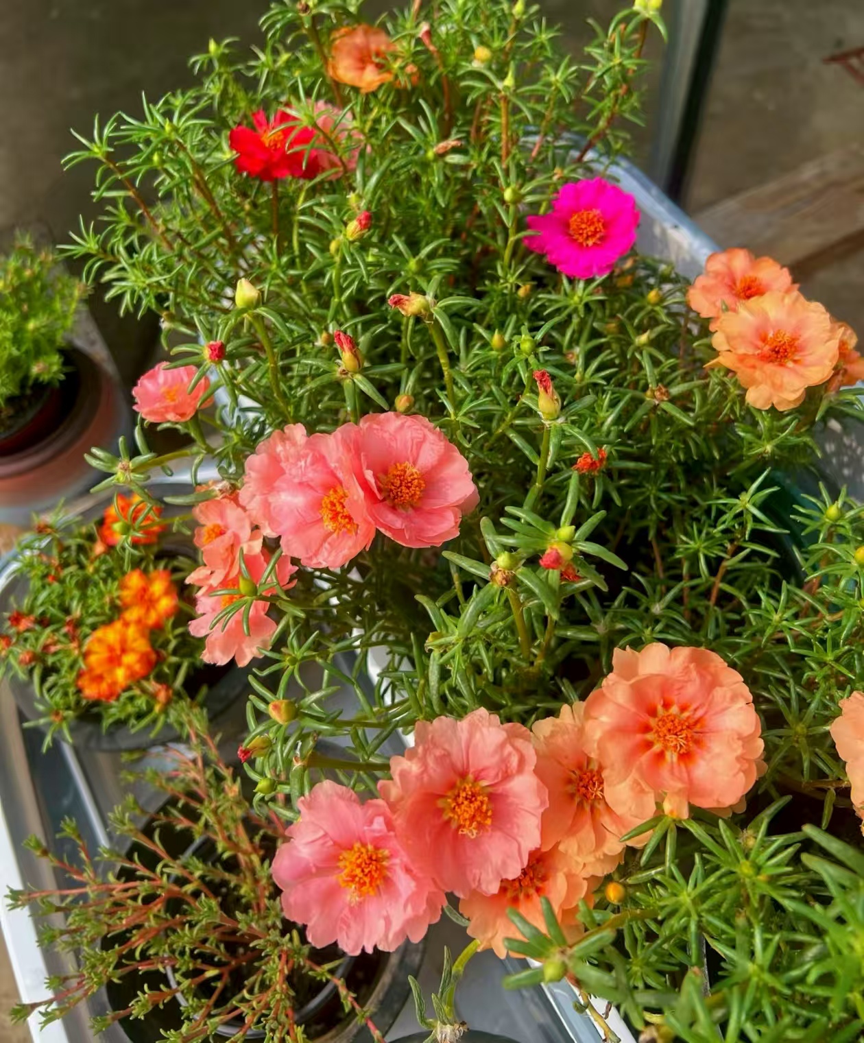 花卉市场买花哪个比较便宜？夏季开花的植物有哪些？