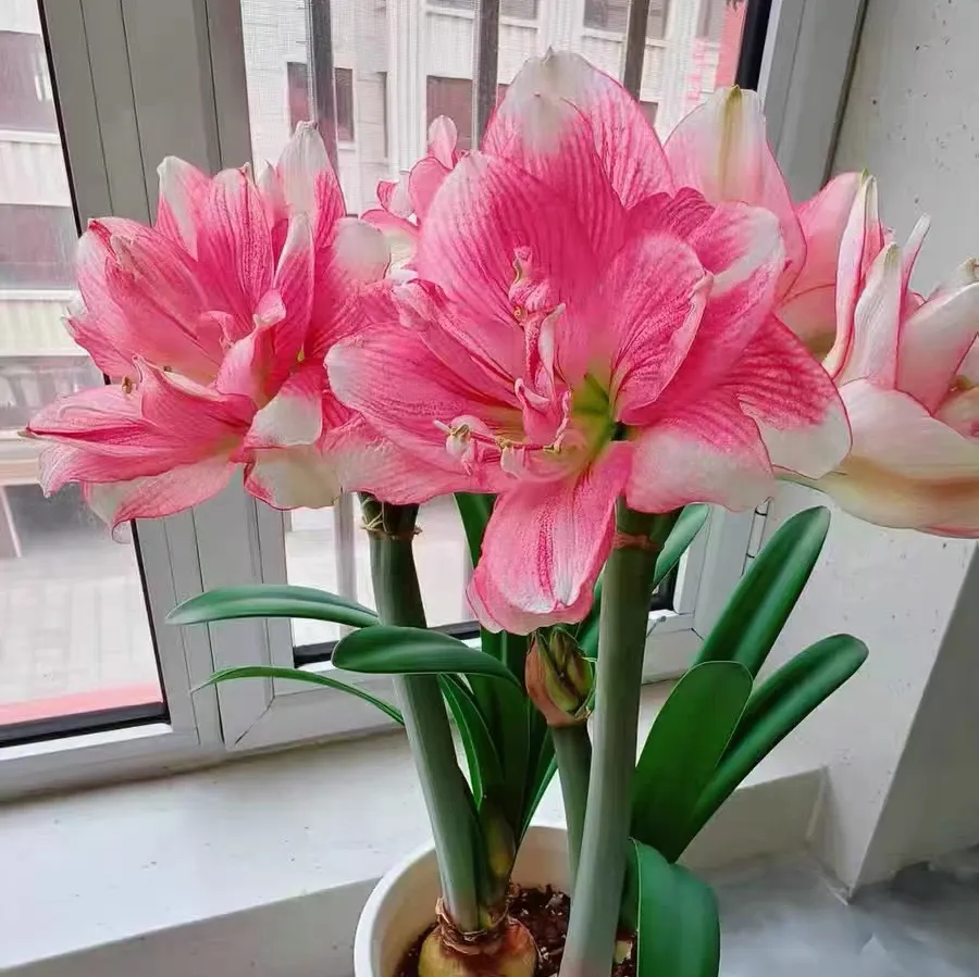 秋播选花别跟风！这 6 种宝藏植物你认识几种？新手也能轻松养开花！