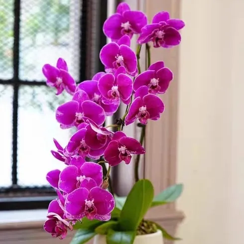 蝴蝶兰盆里有许多小虫子怎么办 蝴蝶兰盆里有小飞虫怎样去除