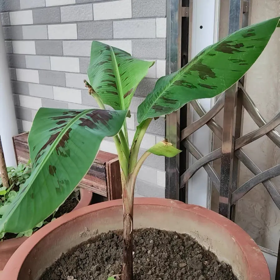 芒果核能种吗?怎么种? 芒果核水培发芽了怎么办