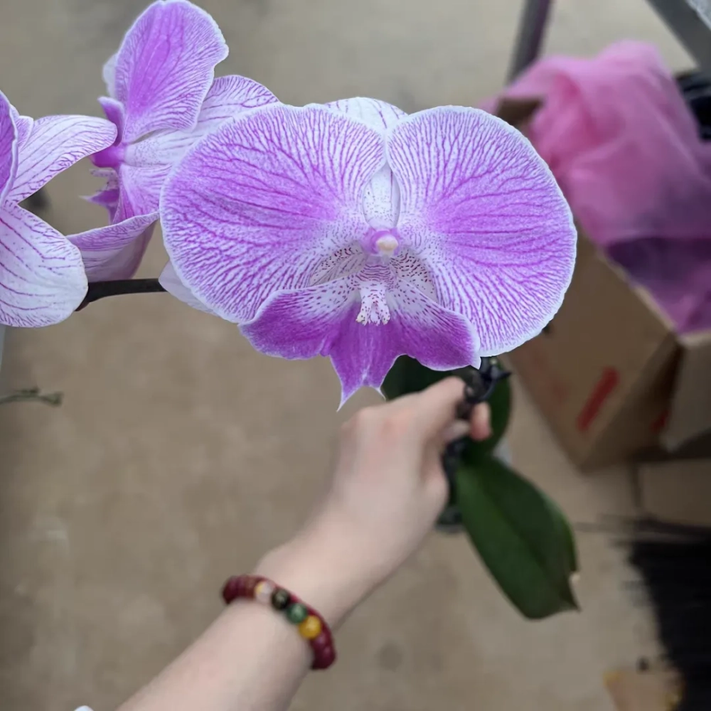 高颜值易养护蝴蝶兰品种推荐 值得入手的蝴蝶兰品种有哪些