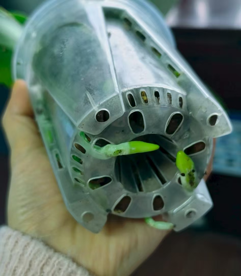 蝴蝶兰的根作用是什么？蝴蝶兰的根分三个部分叫什么名称？