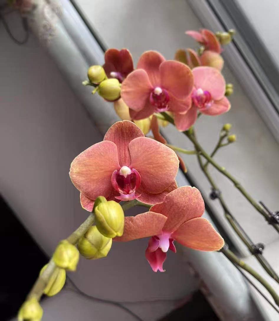 怎么养蝴蝶兰才能更旺盛呢？夏天蝴蝶兰可以换盆吗？