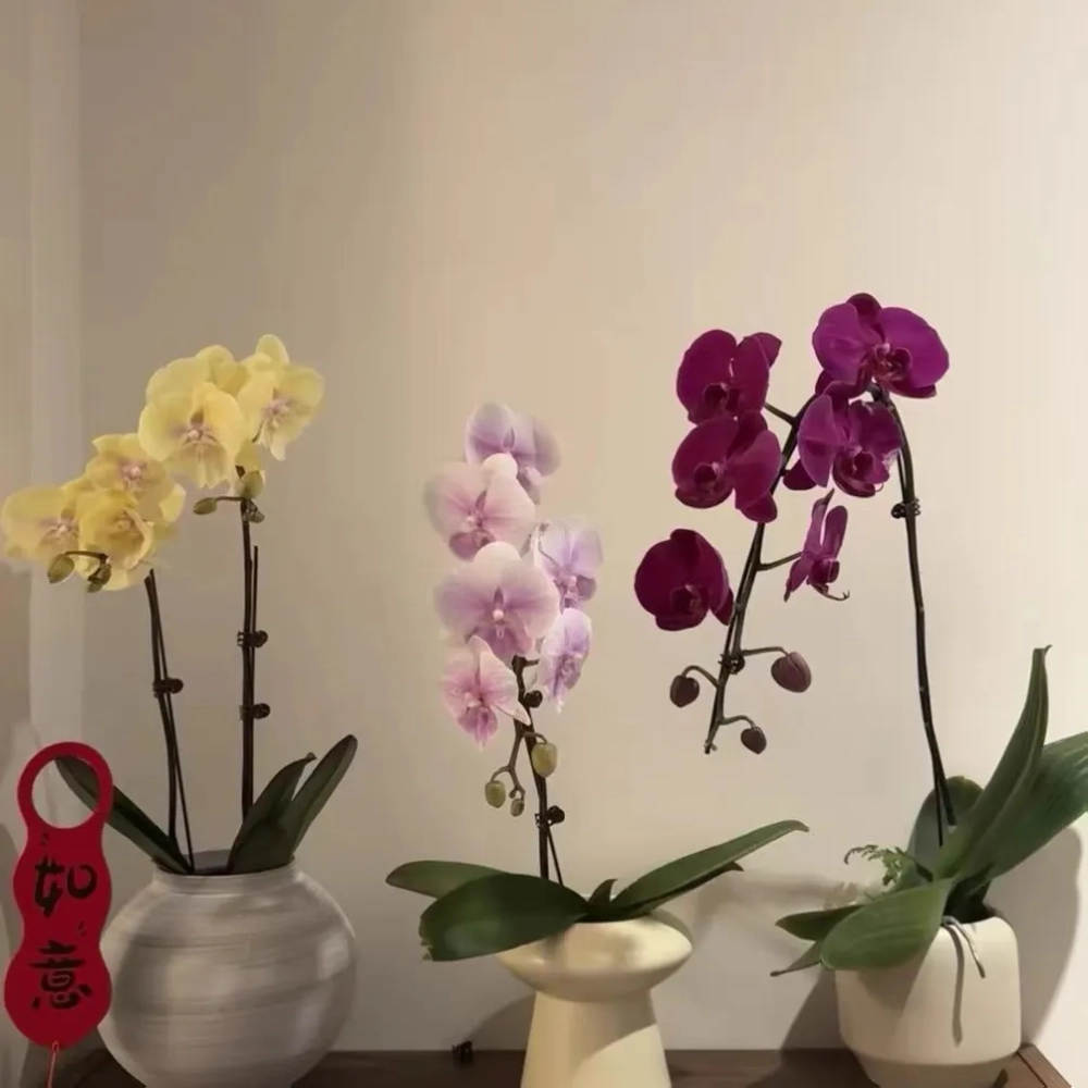 蝴蝶兰花剑断了咋整？没完全脱离能救吗？不同断点这样处理最靠谱！
