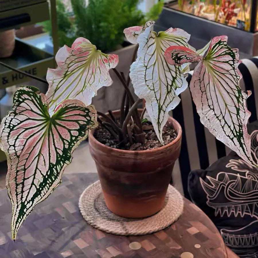 什么叶子花品种值得养？什么叶子花品种慎选？居家叶子花最好养的品种有哪些？
