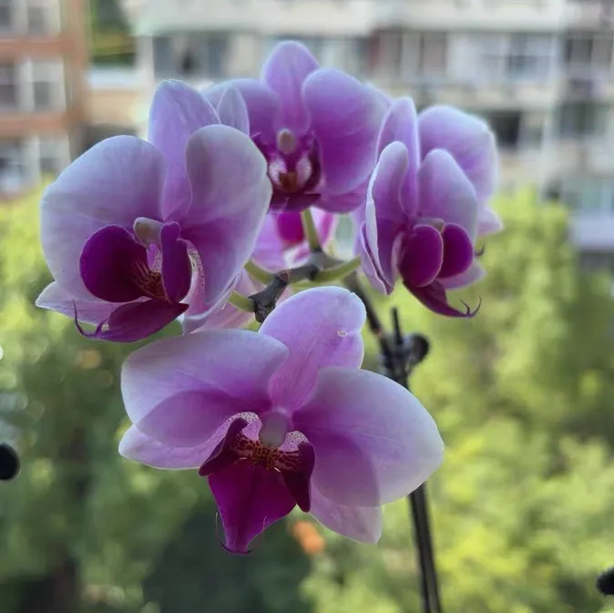 蝴蝶兰花心烂了不用扔！能挽回吗？正确方法看这里！