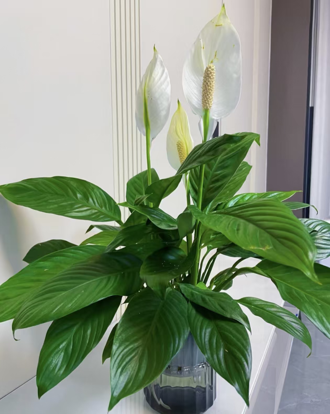 适合在卫生间养的植物有哪些？祛除异味的绿植品种？
