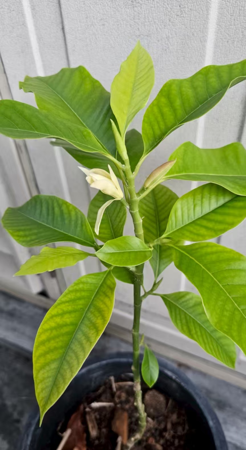 公认最香的植物有哪些呢？自带高级香的花卉品种有哪些？