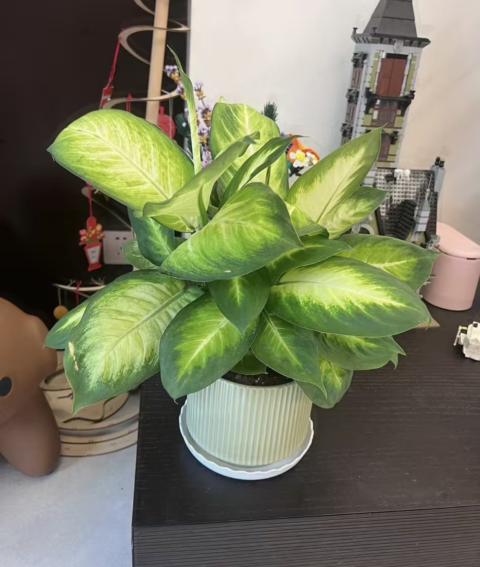 桌面的花卉盆栽有哪些？好养的室内小盆栽花卉推荐？