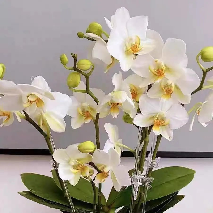 蝴蝶兰小苗升杯大法！手把手教你养出壮苗 换后养护根系辨别一次学会
