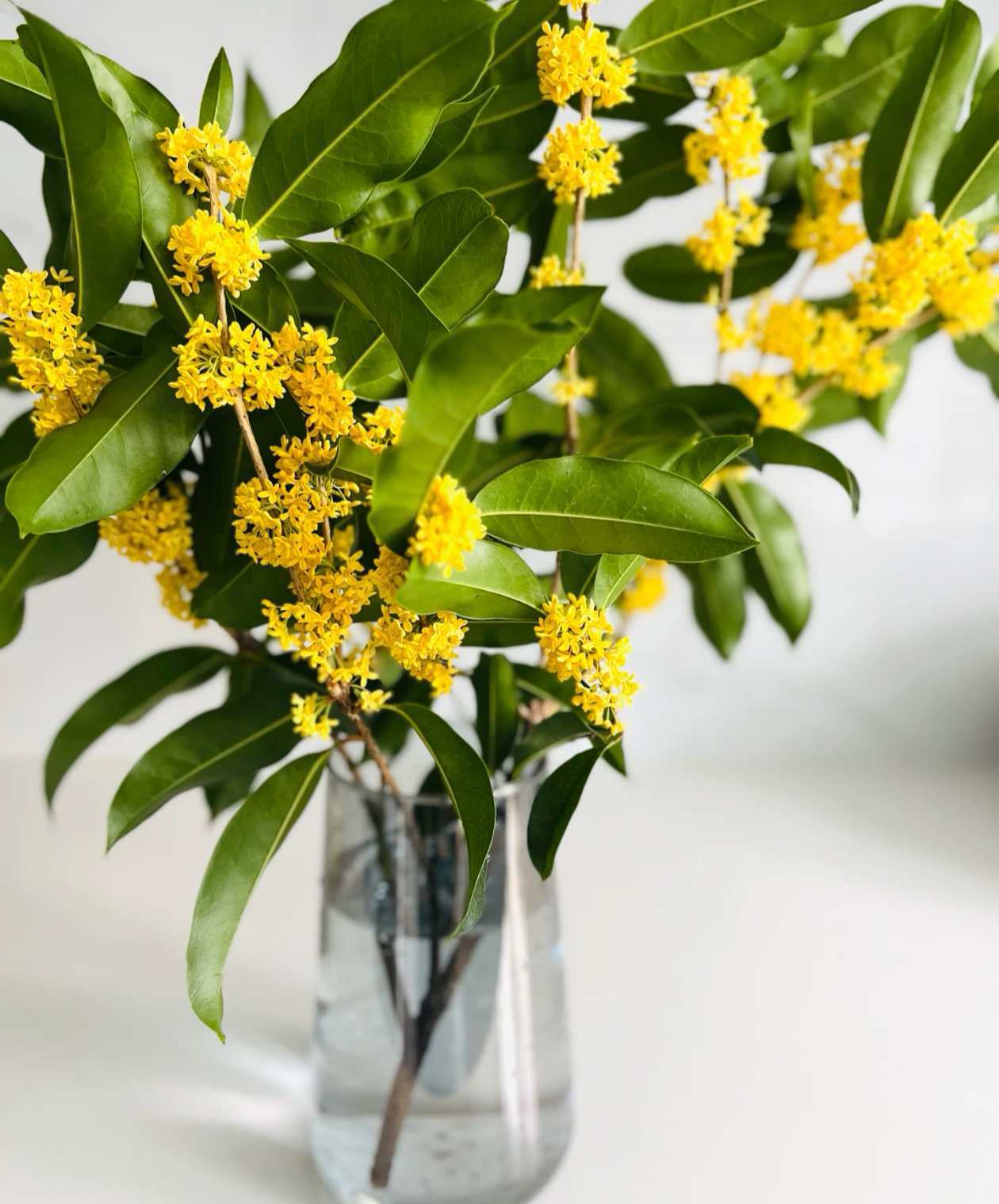 能活100年的植物是什么？寓意好的镇宅花卉有哪些呢？