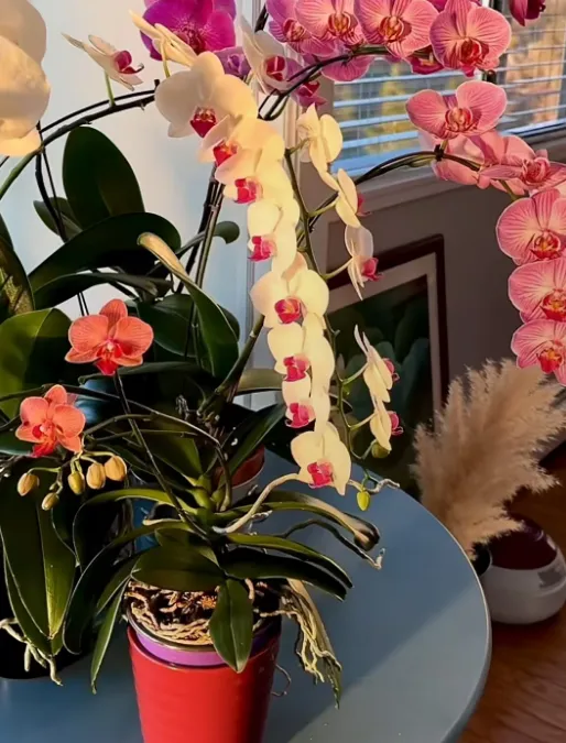 蝴蝶兰换盆有什么讲究？蝴蝶兰什么时候最适合换盆有什么注意事项