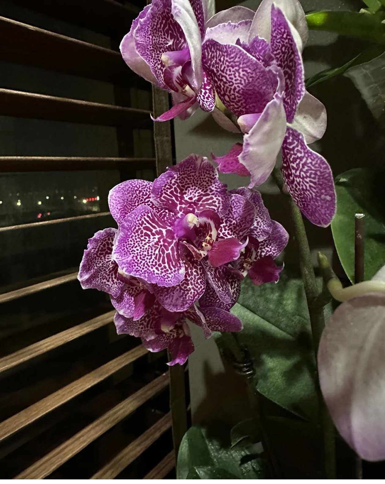 蝴蝶兰怎么防止生虫子的方法？蝴蝶兰不通风会得虫害吗？