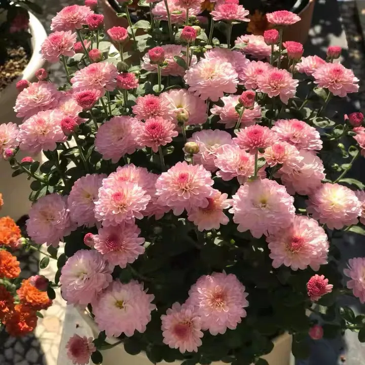 秋天该种这些花花 多年生草花篇！小阳台也能种不费劲儿还好养