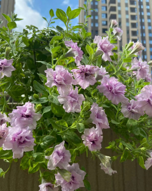 垂吊植物好养吗？好看又容易爆花的垂吊植物有哪些？