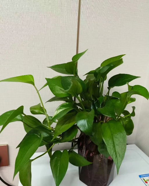 水培植物长绿藻怎么办？水培植物长虫是什么原因导致的？