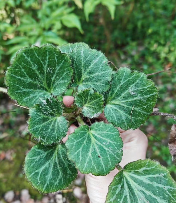 不费时间精力的绿植有哪些？小众又好养的绿植推荐