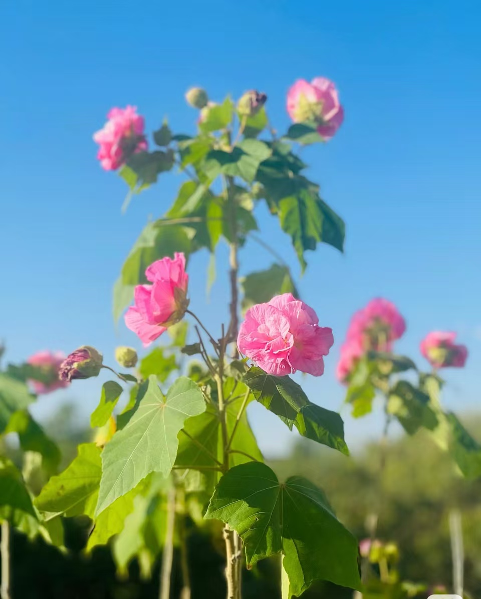 木芙蓉和木槿花是一种花吗？木槿花和木芙蓉花的区别是什么呢？