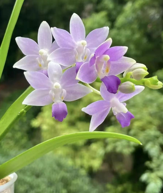 蓝星蝴蝶兰是夏花吗？蓝星蝴蝶兰与小茴紫的区别