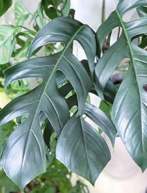 观花植物和观叶植物有什么区别？观叶植物和观花植物怎么施肥？