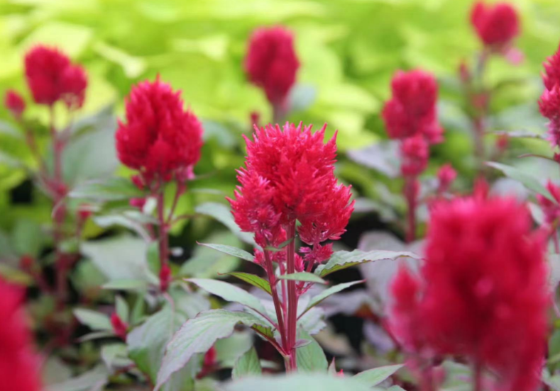 怎么正确给花卉浇水？花卉浇水四种情况要避免