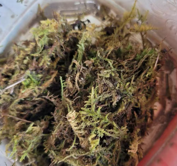 水苔培育的蝴蝶兰好养吗怎么养？蝴蝶兰怎么更换水苔呢？