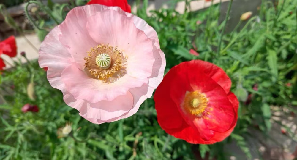 秋天开花的植物有哪些？秋天庭院适合种植什么花草呢？