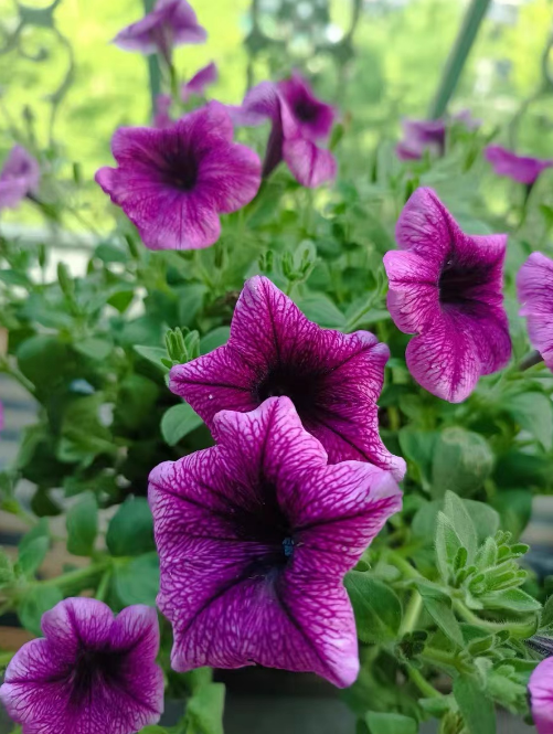 适合阳台种植的多年生草花有哪些？阳台多年生草花怎么养护？