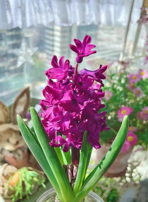 哪些球根花卉时候秋冬季节种植？适合秋冬季节种植的四种球根花卉